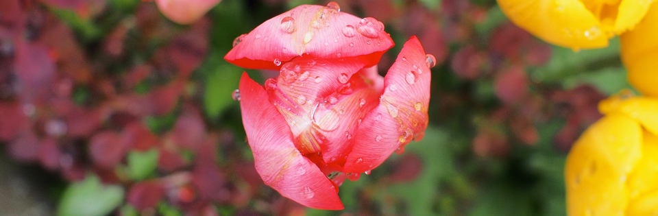 Flower Flower