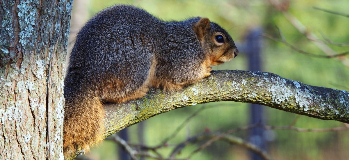 squirrel