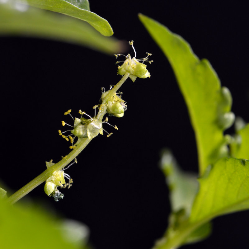Example peduncle