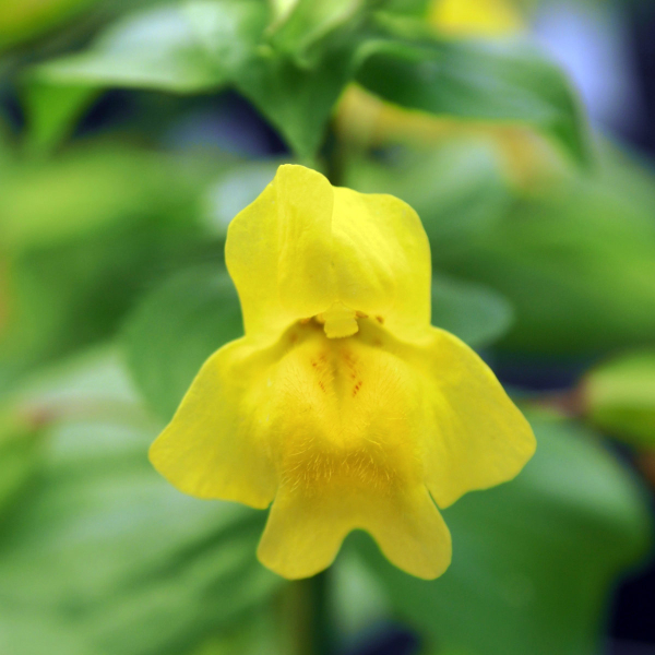 Mimulus