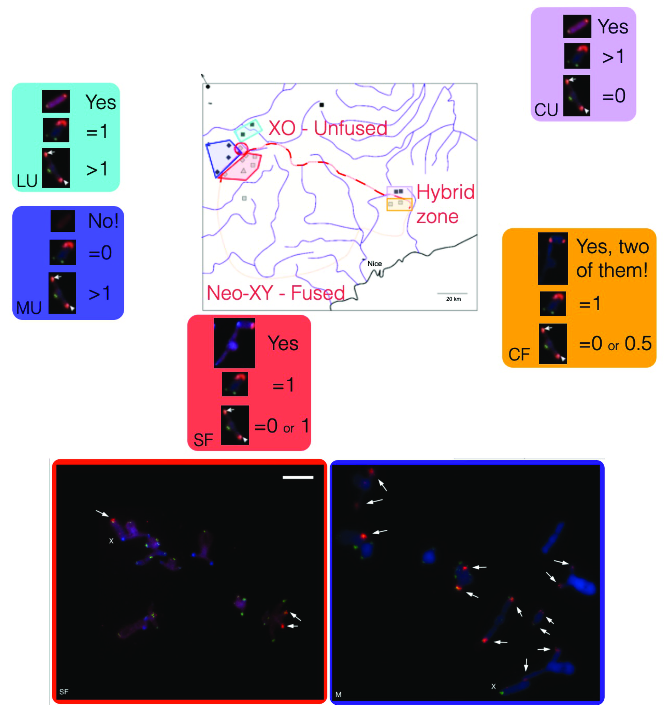 cytogenetics