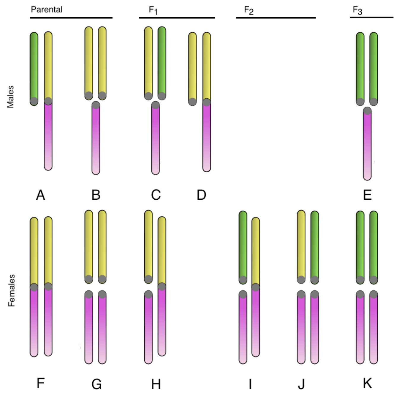 Karyotypes