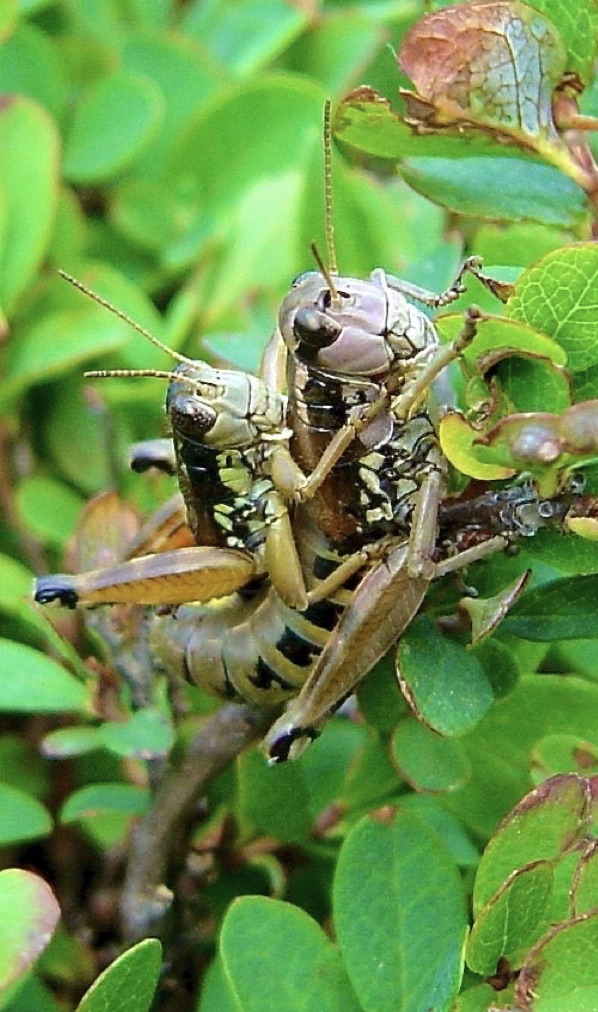 mating pair