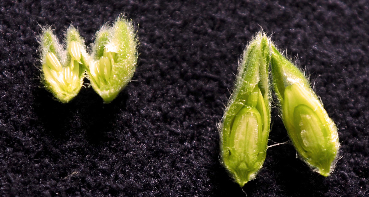 Silene buds