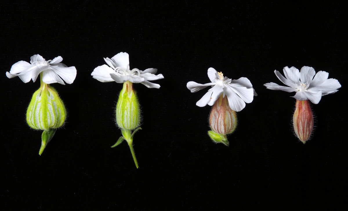 Silene selection line flowers
