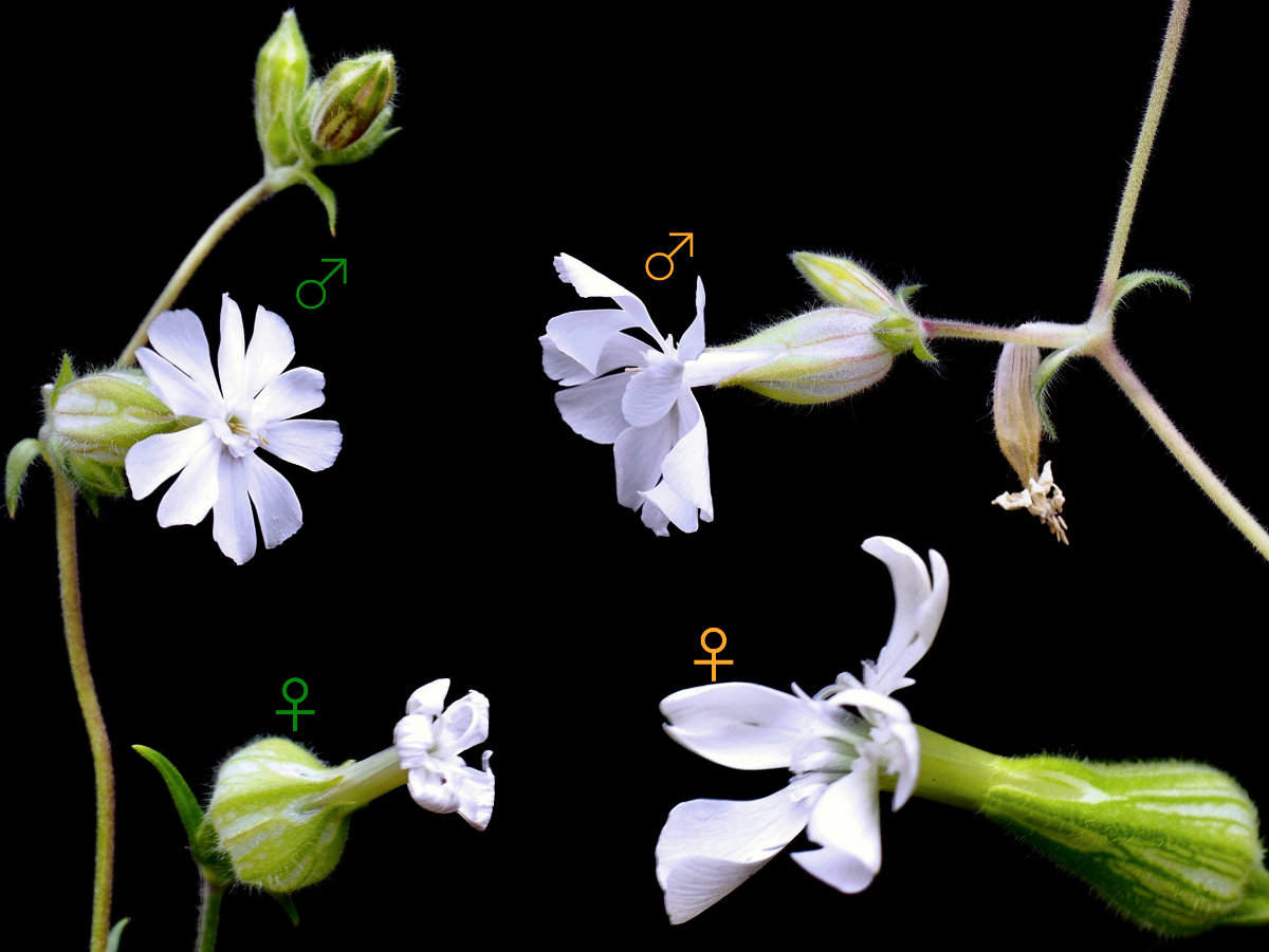 Sexual dimorphism depends on environment