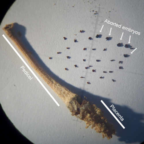 Pedicel and aborted embryos